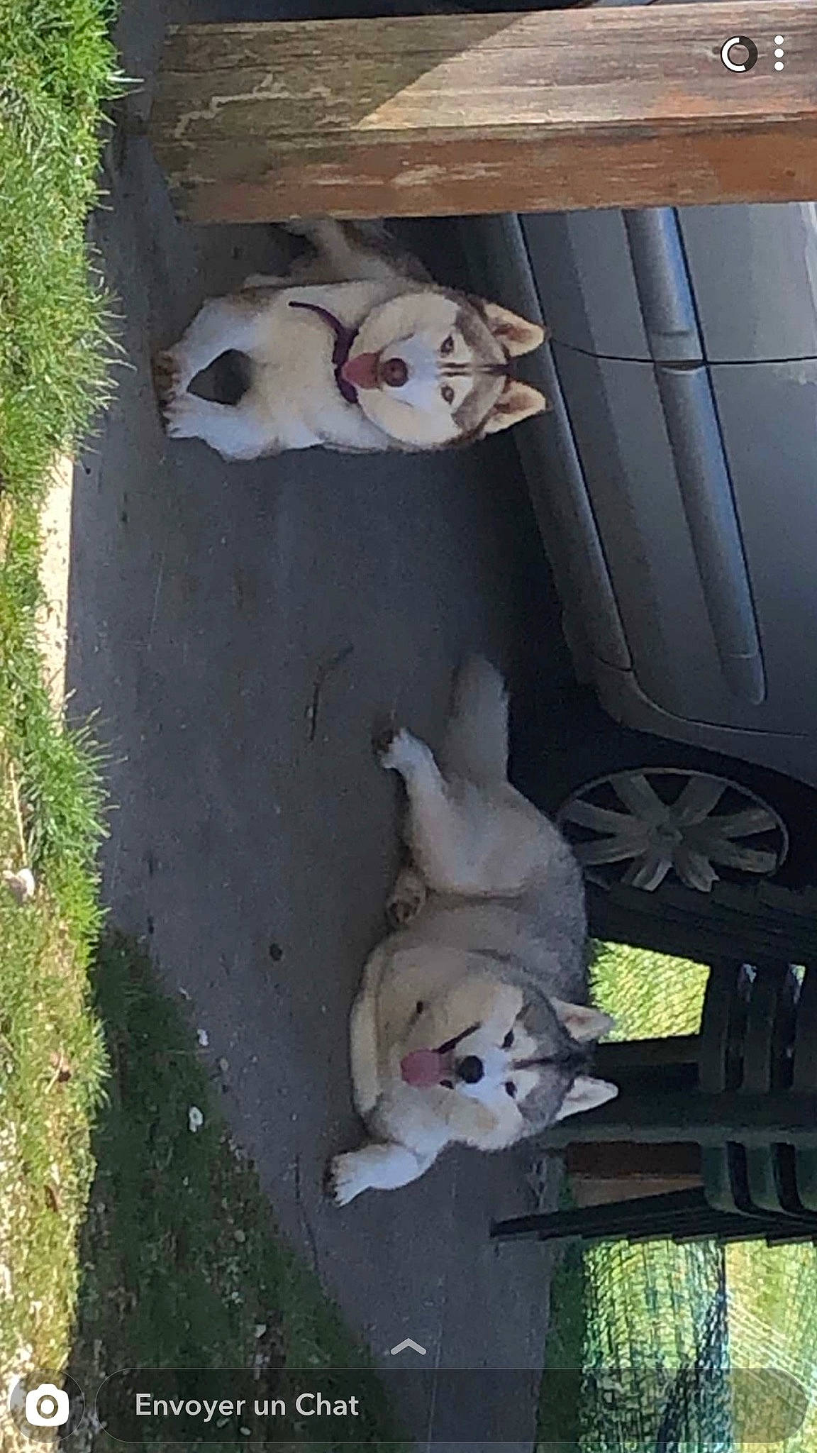 Apache Et Mina a rejoint le concours — aidez-le/la à gagner de superbes lots ! canidae, carnivore, dog, dog_breed, fawn, non_sporting_group, sporting_group