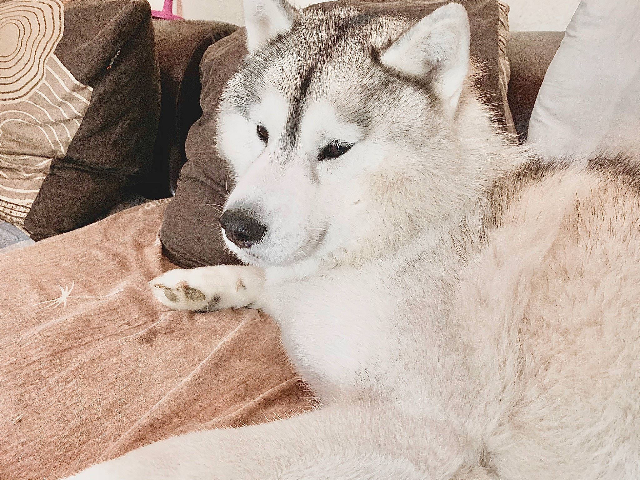 Apache Et Mina a rejoint le concours — aidez-le/la à gagner de superbes lots ! alaskan_malamute, canadian_eskimo_dog, canidae, canis, carnivore, dog, dog_breed, eye, fur, greenland_dog, mammal, northern_inuit_dog, nose, sakhalin_husky, seppala_siberian_sleddog, siberian_husky, sled_dog, snout, vertebrate, wolfdog