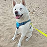 dog, white_dog, sitting, beach, sand, harness, leash, happy, tongue_out, pet, outdoor, canine, ears_up, friendly, animal, daytime, playful, nature, smiling, companion