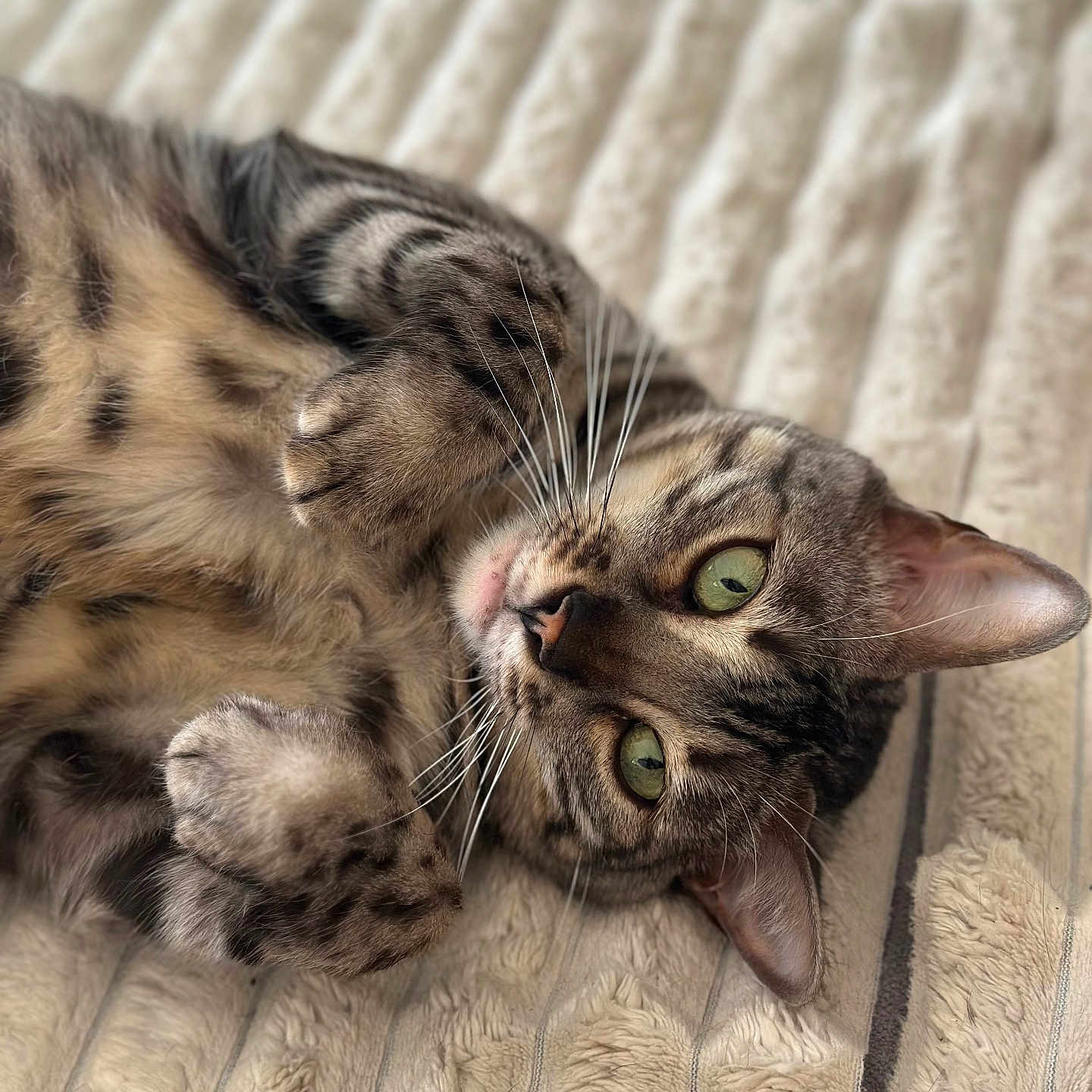 Kyara a rejoint le concours — aidez-le/la à gagner de superbes lots ! animal, bed, blanket, cat, closeup, cozy, cute, domestic_cat, feline, fur, green_eyes, indoor, lying_down, paws, pet, relaxed, soft_texture, striped, tabby, whiskers