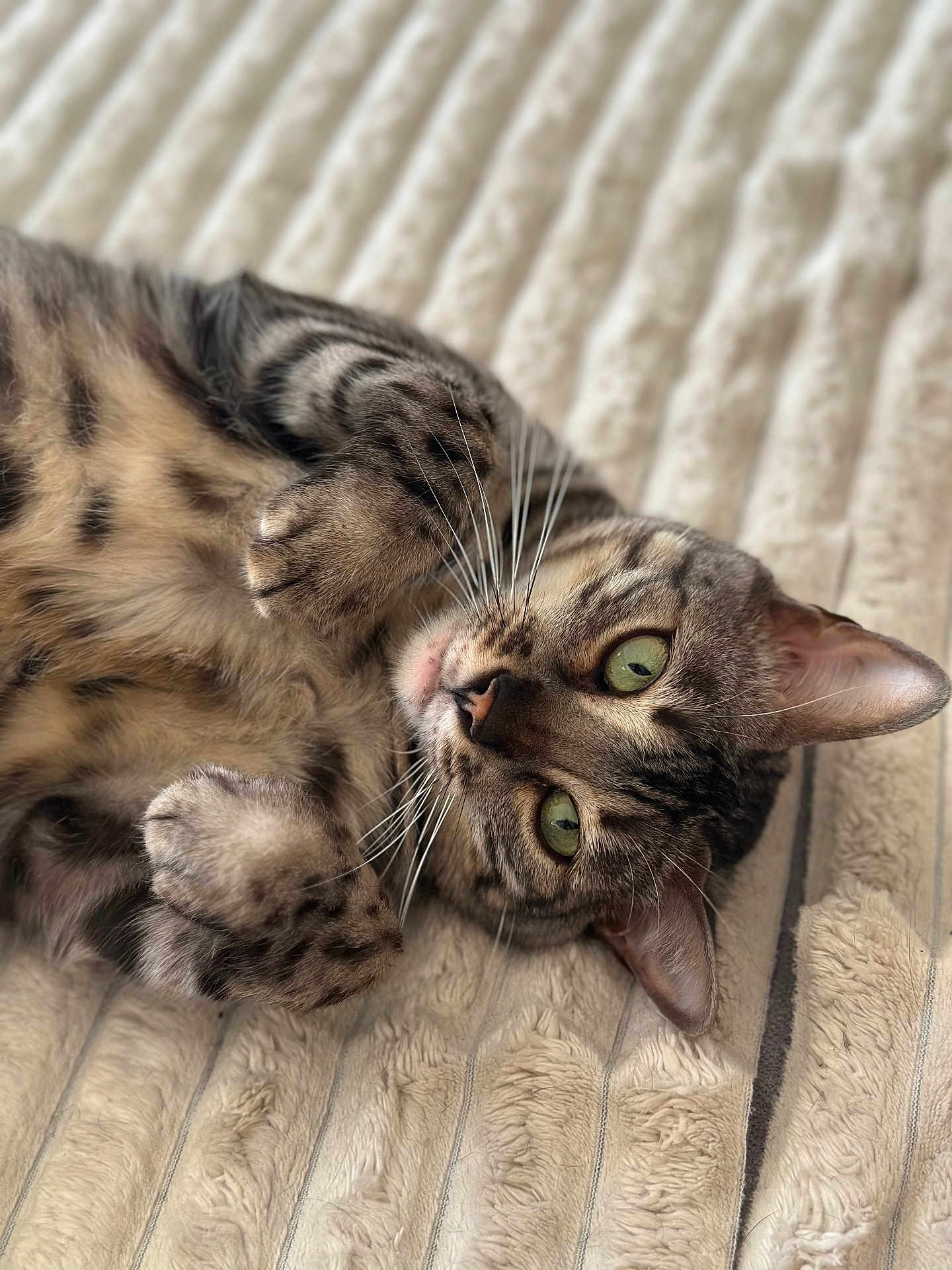 Kyara a rejoint le concours — aidez-le/la à gagner de superbes lots ! cat, tabby, pet, animal, feline, green_eyes, whiskers, paws, fur, striped, cute, relaxed, lying_down, bed, blanket, indoor, closeup, soft_texture, cozy, domestic_cat