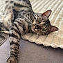 Kyara a rejoint le concours — aidez-le/la à gagner de superbes lots ! cat, feline, pet, spotted, relaxed, stretching, paw, green_eyes, whiskers, indoor, couch, blanket, texture, fur, closeup, resting, lazy, cozy, domestic_animal, mammal
