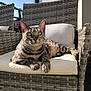 cat, tabby_cat, green_eyes, wicker_chair, cushion, outdoor, sunlight, furniture, relaxed, pet, animal, domestic_cat, resting, closeup, portrait, daylight, nature, backyard, house, comfort