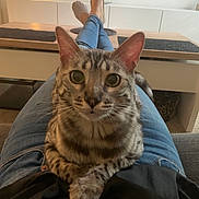 Kyara a rejoint le concours — aidez-le/la à gagner de superbes lots ! cat, animal, pet, lap, jeans, socks, table, candle, living_room, indoor, feline, cozy, relaxing, fur, whiskers, domestic, comfort, legs, casual, home