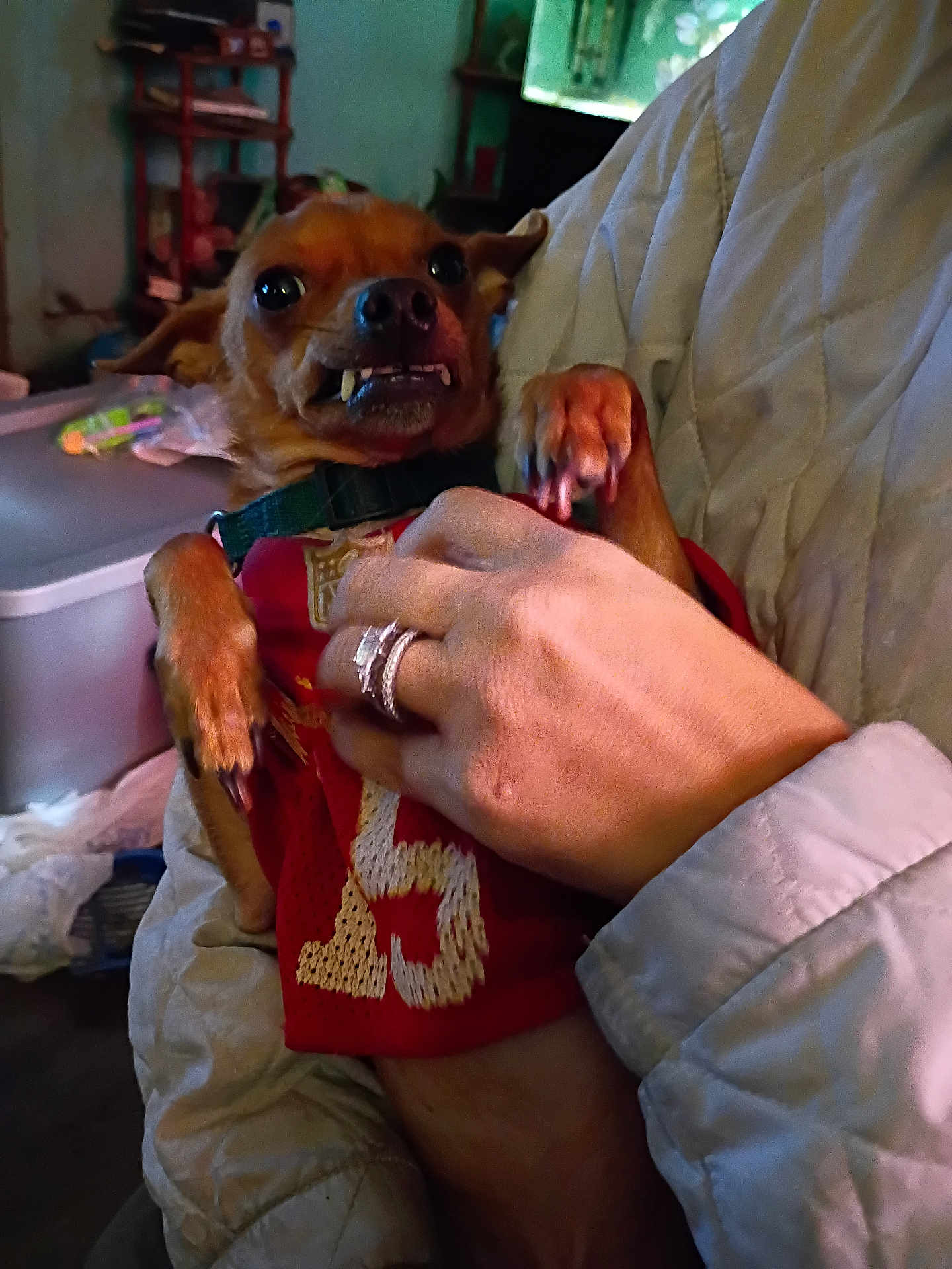 Scooby Doo joined the competition — help win amazing prizes! dog, small_dog, pet, indoor, hand, person, jacket, red_jersey, teeth, cute, affection, holding, furniture, rings, cozy, expression, animal, domestic_animal, closeup, room