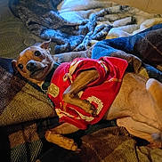 Scooby Doo joined the competition — help win amazing prizes! dog, pet, blanket, red_jersey, indoor, cozy, small_dog, fur, relaxing, brown, fabric, collar, resting, cute, animal, bedroom, textile, comfort, sleepy, casual