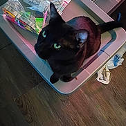 Eden joined the competition — help win amazing prizes! black_cat, cat, green_eyes, plastic_container, plastic_bag, clutter, wooden_floor, indoor, pet, curious, looking_up, domestic_cat, floor, household, animal, feline, container, bag, label, mess