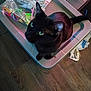 black_cat, cat, green_eyes, plastic_container, plastic_bag, clutter, wooden_floor, indoor, pet, curious, looking_up, domestic_cat, floor, household, animal, feline, container, bag, label, mess