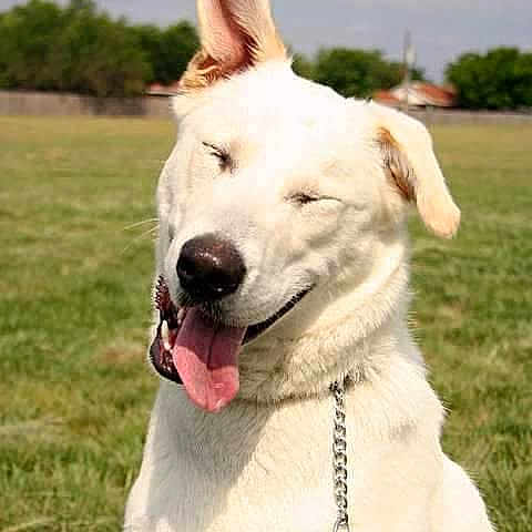 Kenai is registered to the contest to win money with this photo: