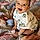 Ayoub