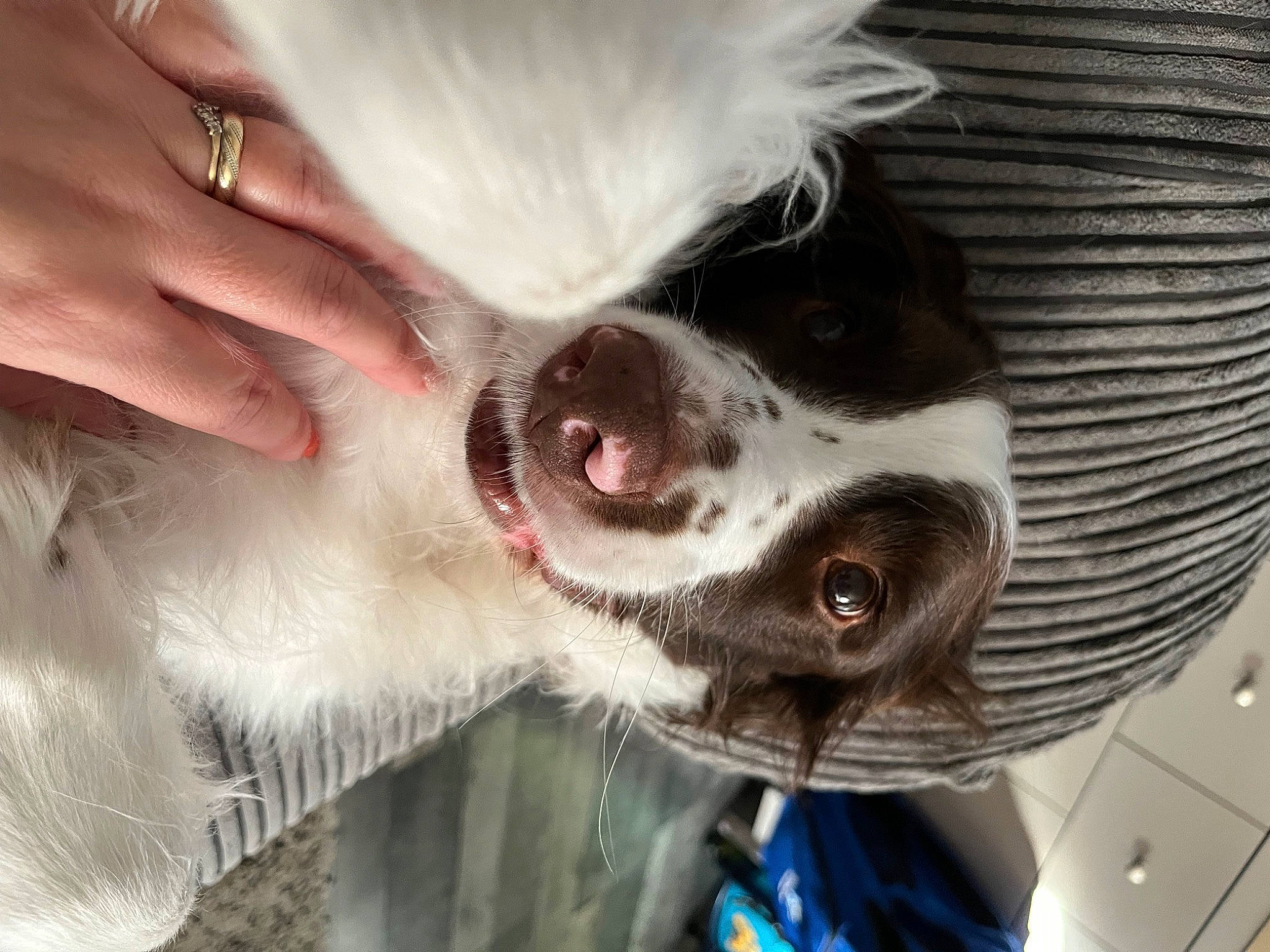 Milo is registered to the contest to win money with this photo: canidae, carnivore, collar, companion_dog, dog, dog_breed, dog_collar, ear, eyelash, fang, fawn, fur, gesture, jaw, jewellery, nail, snout, sporting_group, sunglasses, whiskers