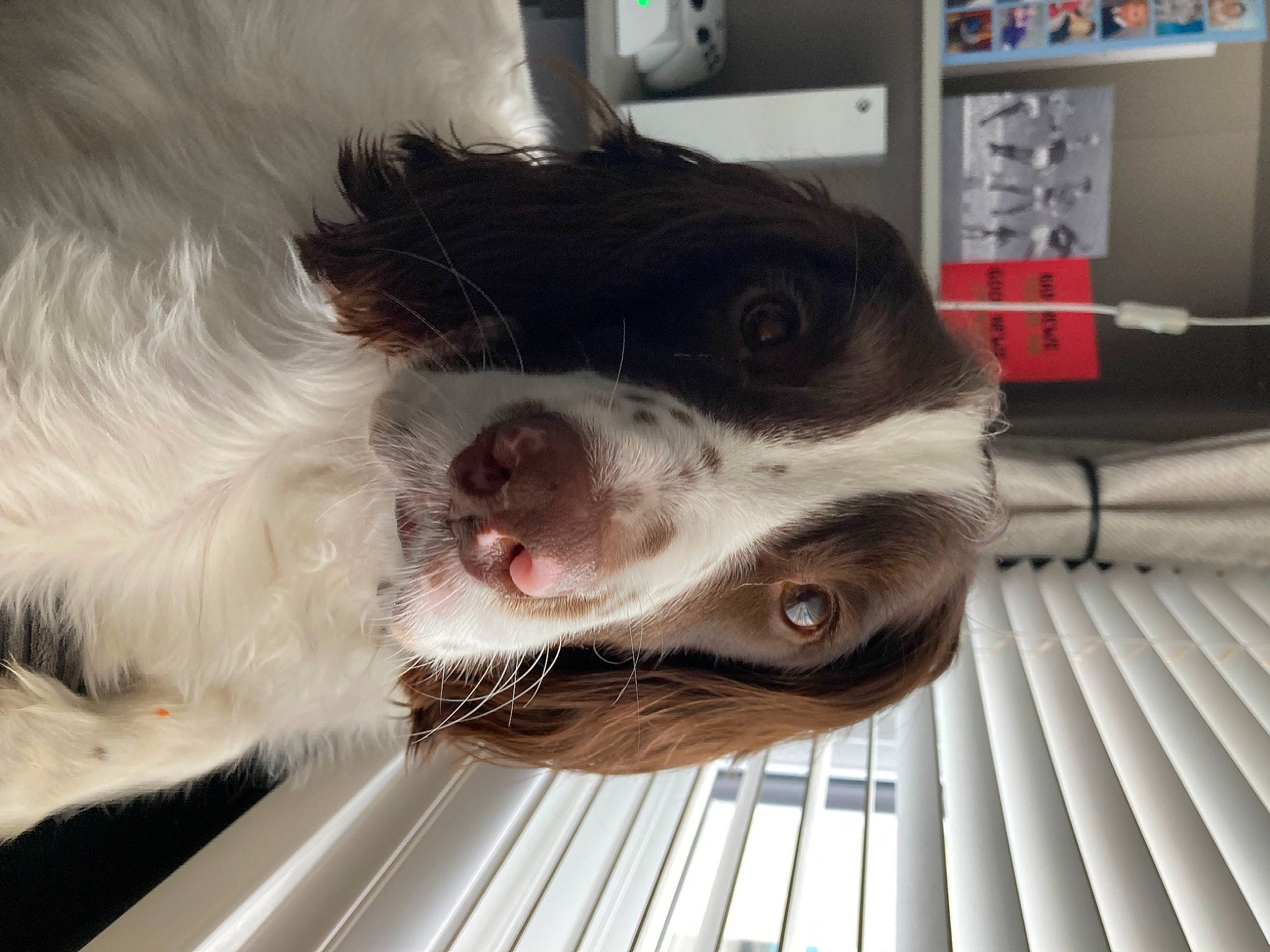Milo is registered to the contest to win money with this photo: border_collie, box, canidae, carnivore, collar, companion_dog, dog, dog_breed, dog_collar, fang, fur, liver, metal, paw, snout, sporting_group, whiskers, working_animal