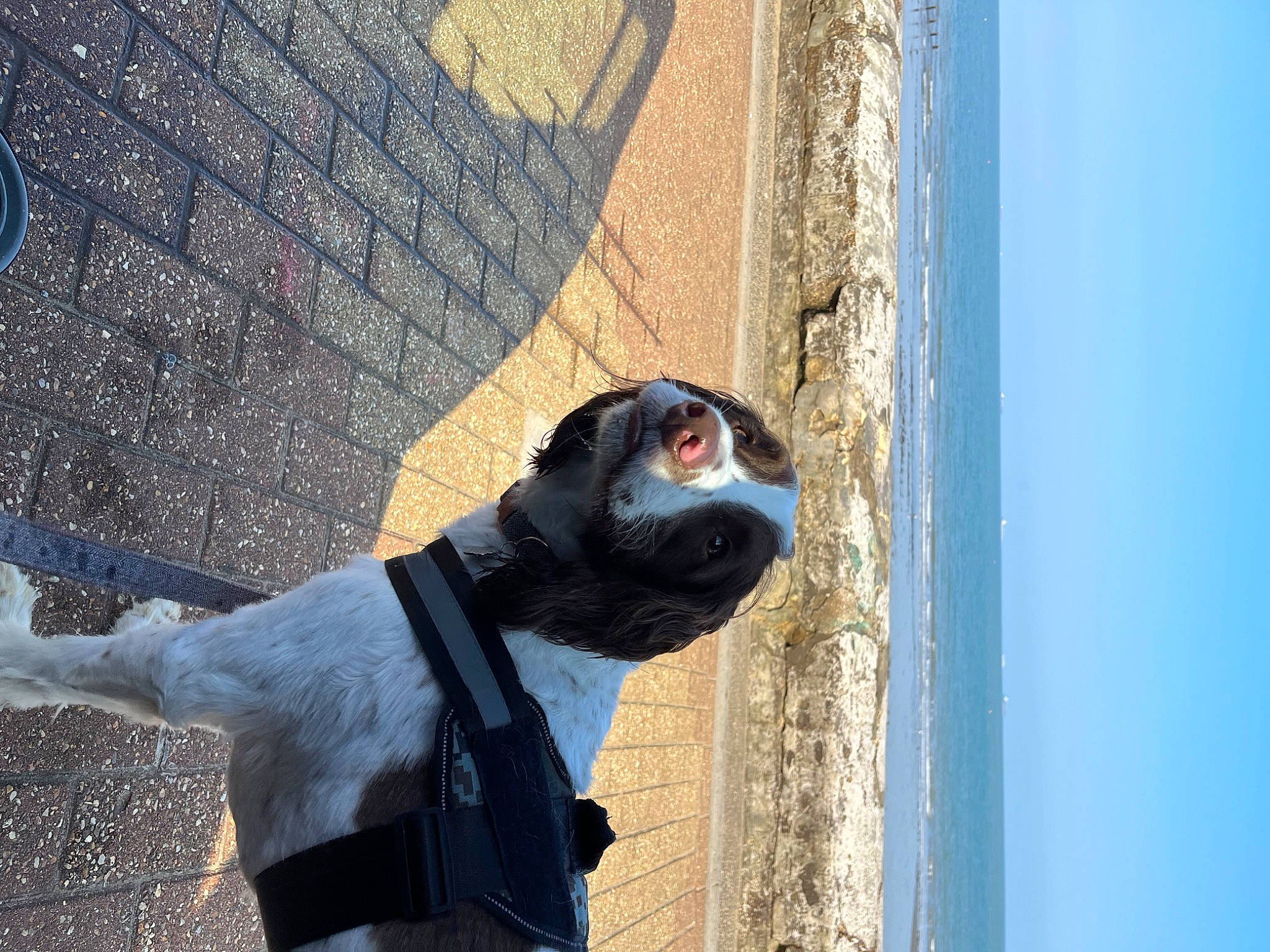 Milo is registered to the contest to win money with this photo: art, blue, carnivore, companion_dog, dog, dog_breed, electric_blue, eyewear, fawn, hat, pet_supply, road_surface, sculpture, shadow, sky, snout, sporting_group, sunglasses, water, wood