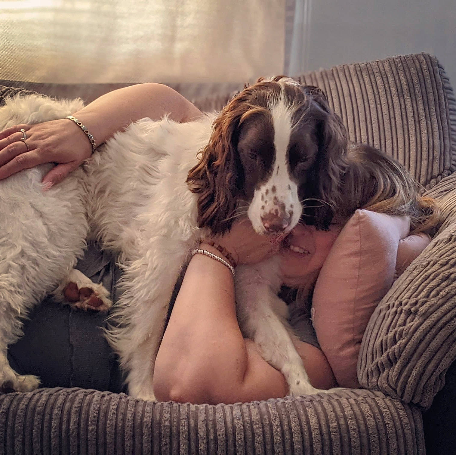 Milo joined the competition — help win amazing prizes! bored, canidae, carnivore, cavalier_king_charles_spaniel, chair, cocker_spaniel, comfort, companion_dog, couch, dog, dog_breed, fur, gun_dog, human_leg, sitting, snout, spaniel, sporting_group, welsh_springer_spaniel