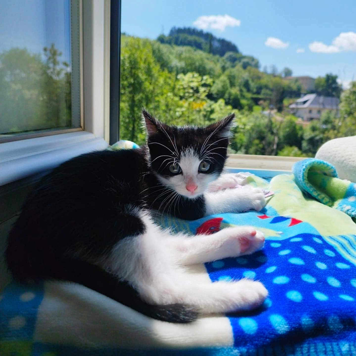 Félix a rejoint le concours — aidez-le/la à gagner de superbes lots ! animal, black_and_white, blanket, blue_sky, cat, clouds, cozy, cute, fur, greenery, indoor, kitten, nature, pet, pink_nose, relaxing, sunlight, whiskers, window, young
