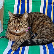 Chipie participe au concours pour gagner de l'argent avec cette photo : animal, blue, cat, collar, cute, domestic, feline, fur, green, indoor, paws, pet, relaxed, resting, striped_cushion, tabby, tail, whiskers, white, yellow