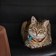 Moustick a rejoint le concours — aidez-le/la à gagner de superbes lots ! animal, black_leather, cat, closeup, collar, cute, domestic_cat, ears, feline, fur, household, indoor, loafing, pet, portrait, relaxed, resting, sitting, tabby_cat, whiskers
