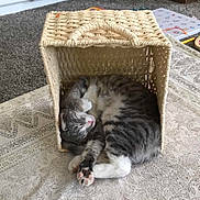 Ieja is registered to the contest to win money with this photo: cat, sleeping, basket, woven_basket, tabby_cat, indoor, carpet, patterned_rug, cozy, pet, feline, resting, cute, small_space, curled_up, paw, home, quiet, relaxed, domestic_animal