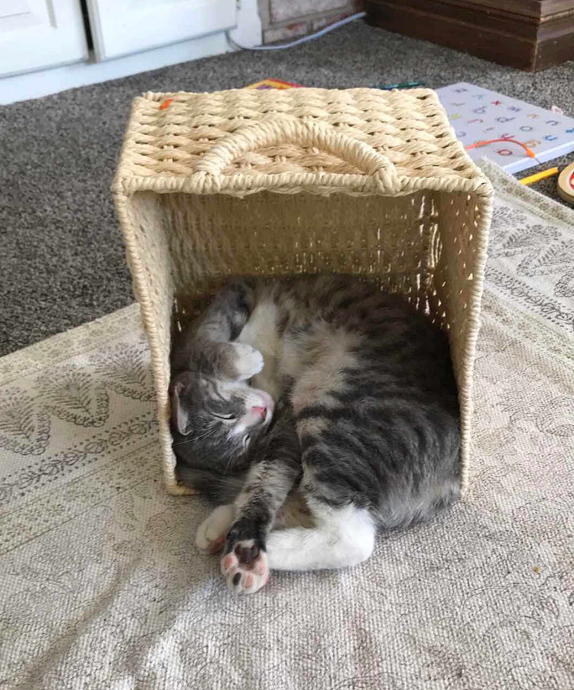 Ieja is registered to the contest to win money with this photo: cat, sleeping, basket, woven_basket, tabby_cat, indoor, carpet, patterned_rug, cozy, pet, feline, resting, cute, small_space, curled_up, paw, home, quiet, relaxed, domestic_animal