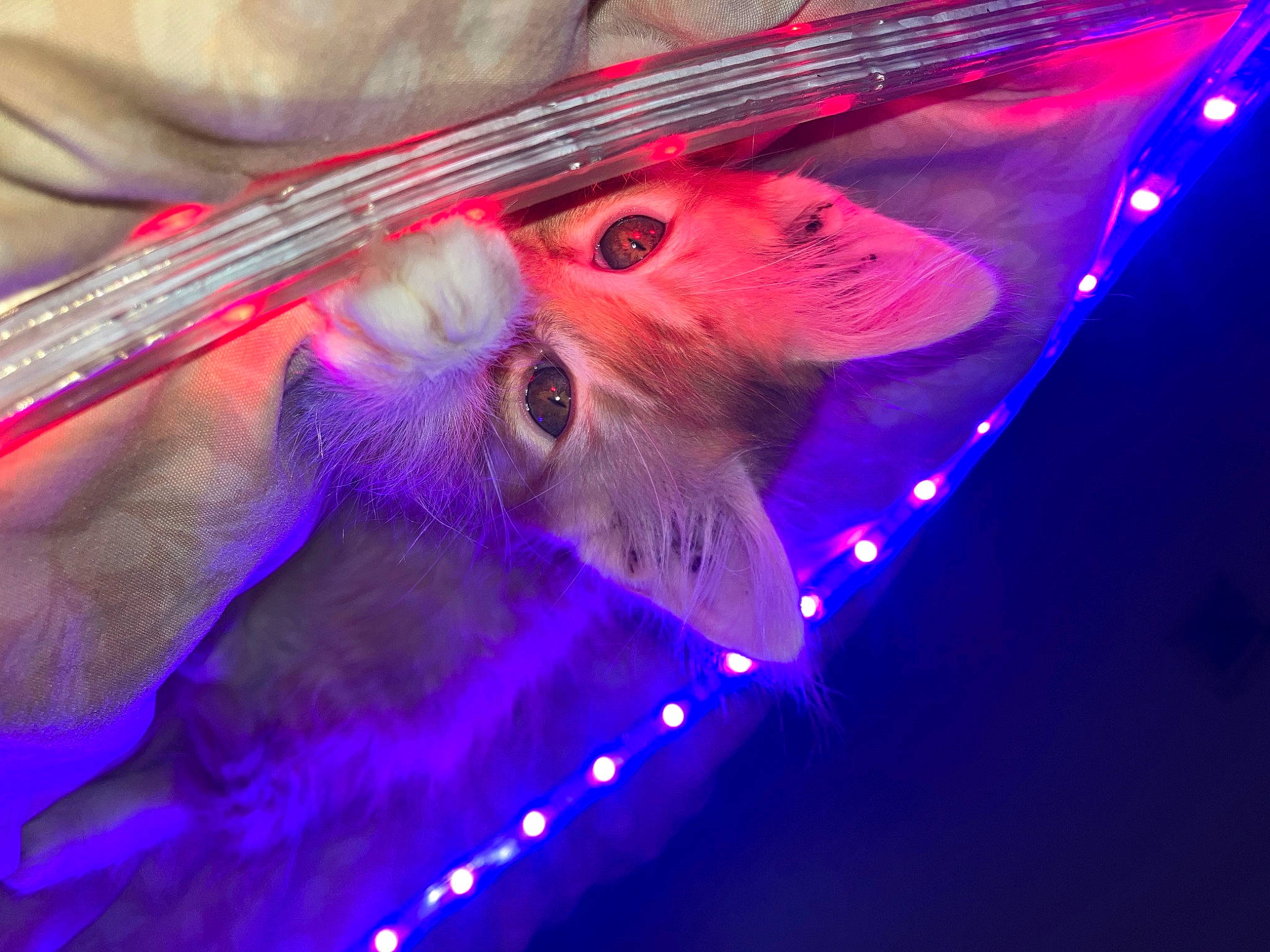 Zip is registered to the contest to win money with this photo: claw, electric_blue, event, eyelash, feather, fur, kitchen_utensil, magenta, mouse, muridae, muroidea, mustelidae, pest, purple, rat, rodent, tail, violet, whiskers, wing