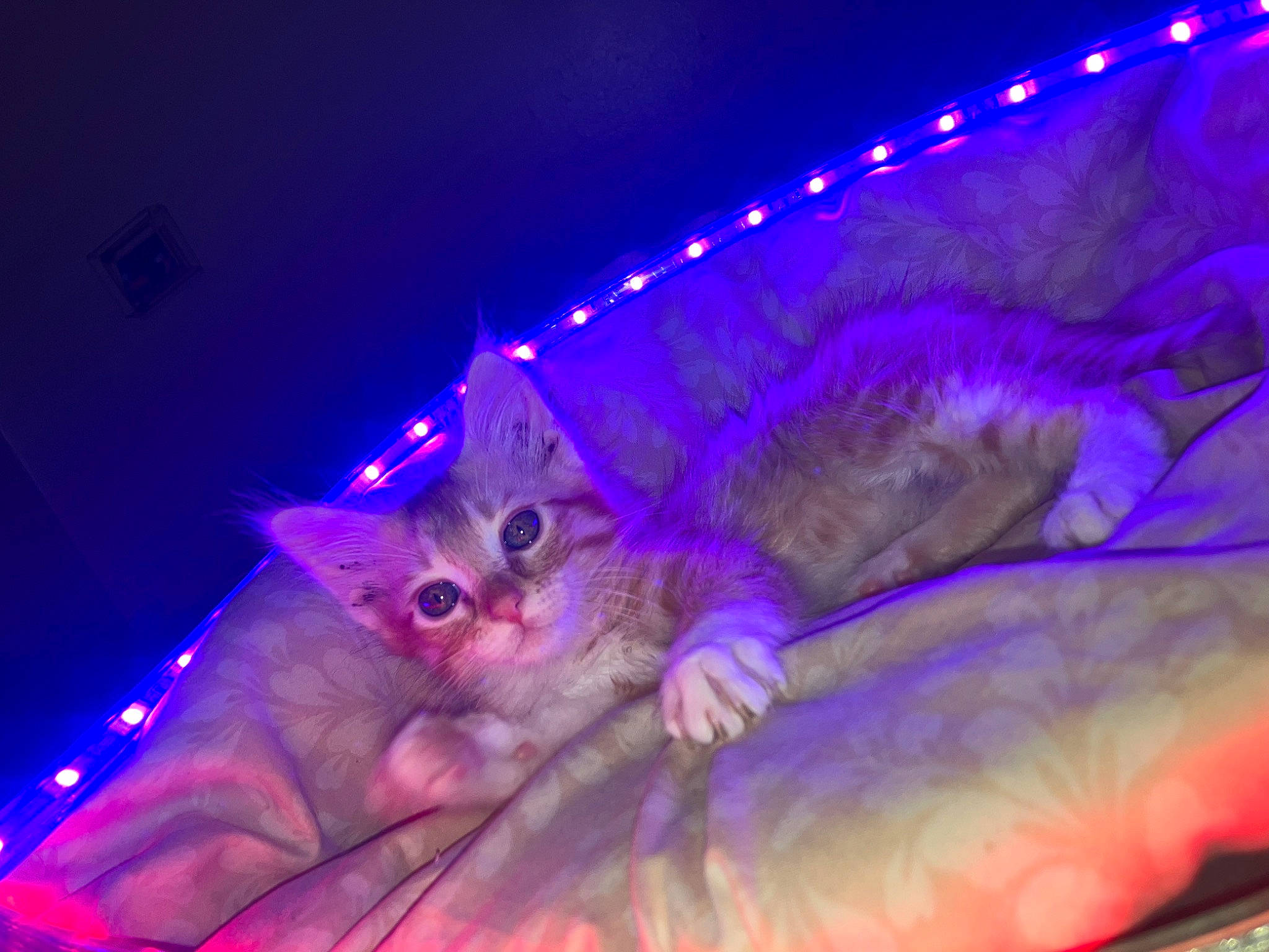 Zip joined the competition — help win amazing prizes! carnivore, cat, christmas, darkness, electric_blue, entertainment, event, felidae, fun, fur, holiday, magenta, paw, plant, purple, small_to_medium_sized_cats, space, tail, tree, whiskers