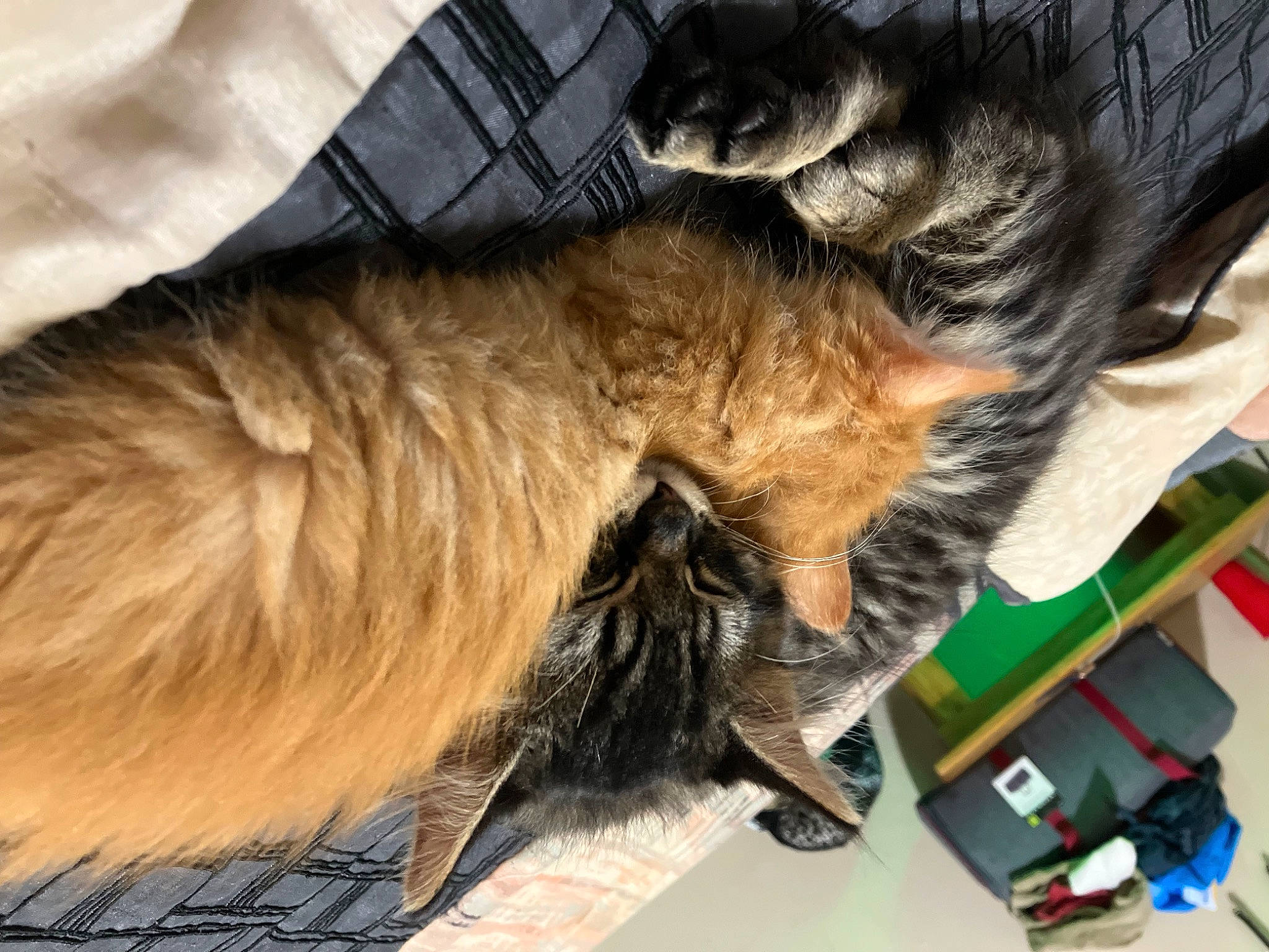 Kooda joined the competition — help win amazing prizes! canidae, carnivore, cat, claw, dog_breed, domestic_short_haired_cat, felidae, fur, lap, paw, small_to_medium_sized_cats, tail, whiskers