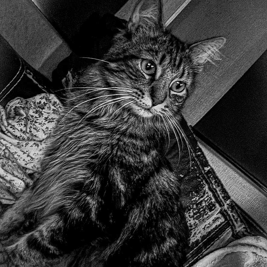 Kooda is registered to the contest to win money with this photo: animal, black_and_white, cat, couch, cozy, curious, domestic_animal, ears, eyes, feline, fur, home, indoor, mammal, pet, portrait, sitting, striped, tabby, whiskers