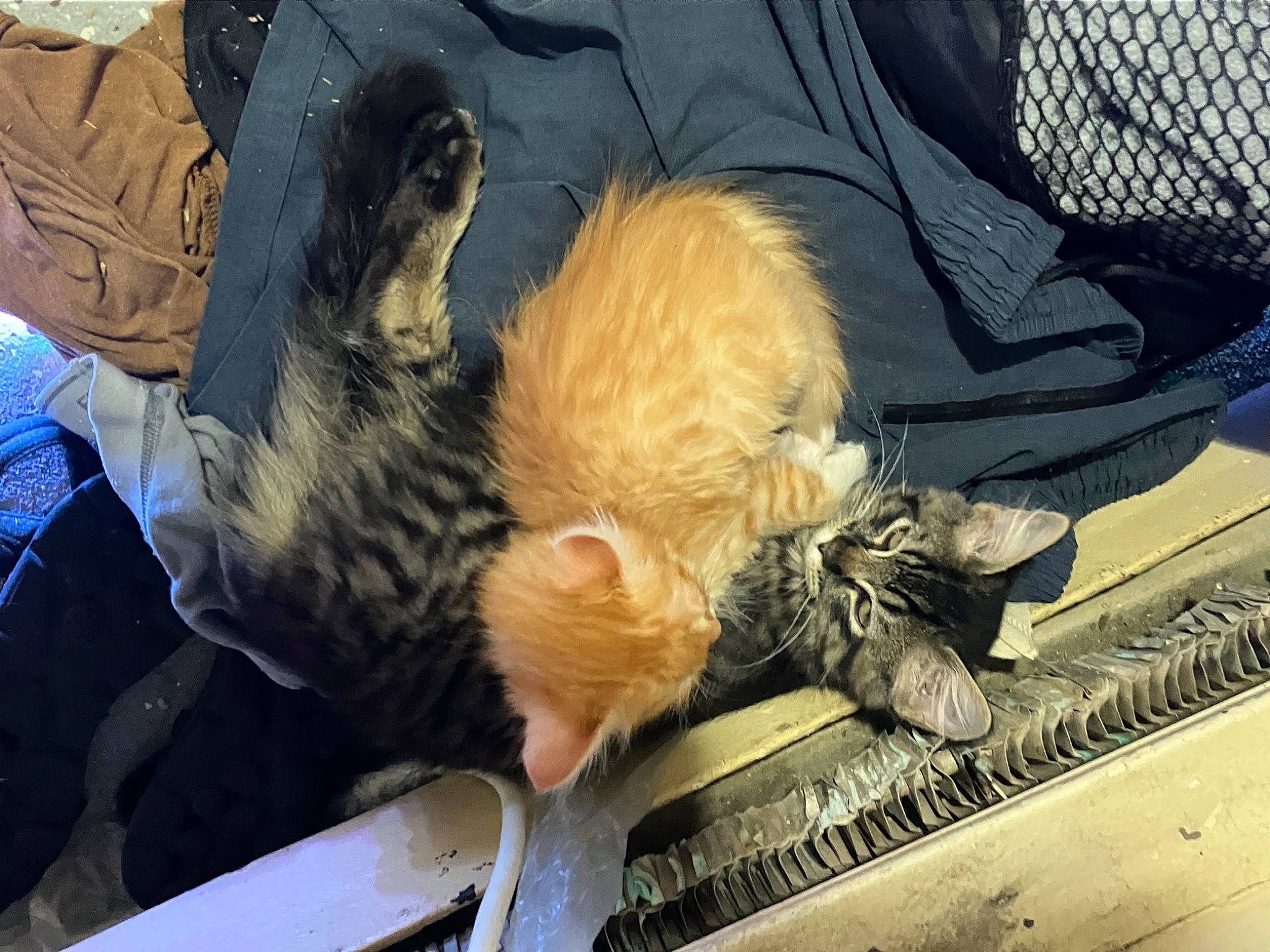 Kooda joined the competition — help win amazing prizes! bag, baggage, carnivore, cat, claw, comfort, companion_dog, dog_breed, domestic_short_haired_cat, felidae, fur, human_leg, lap, nap, sitting, sleep, small_to_medium_sized_cats, sporting_group, tail, whiskers