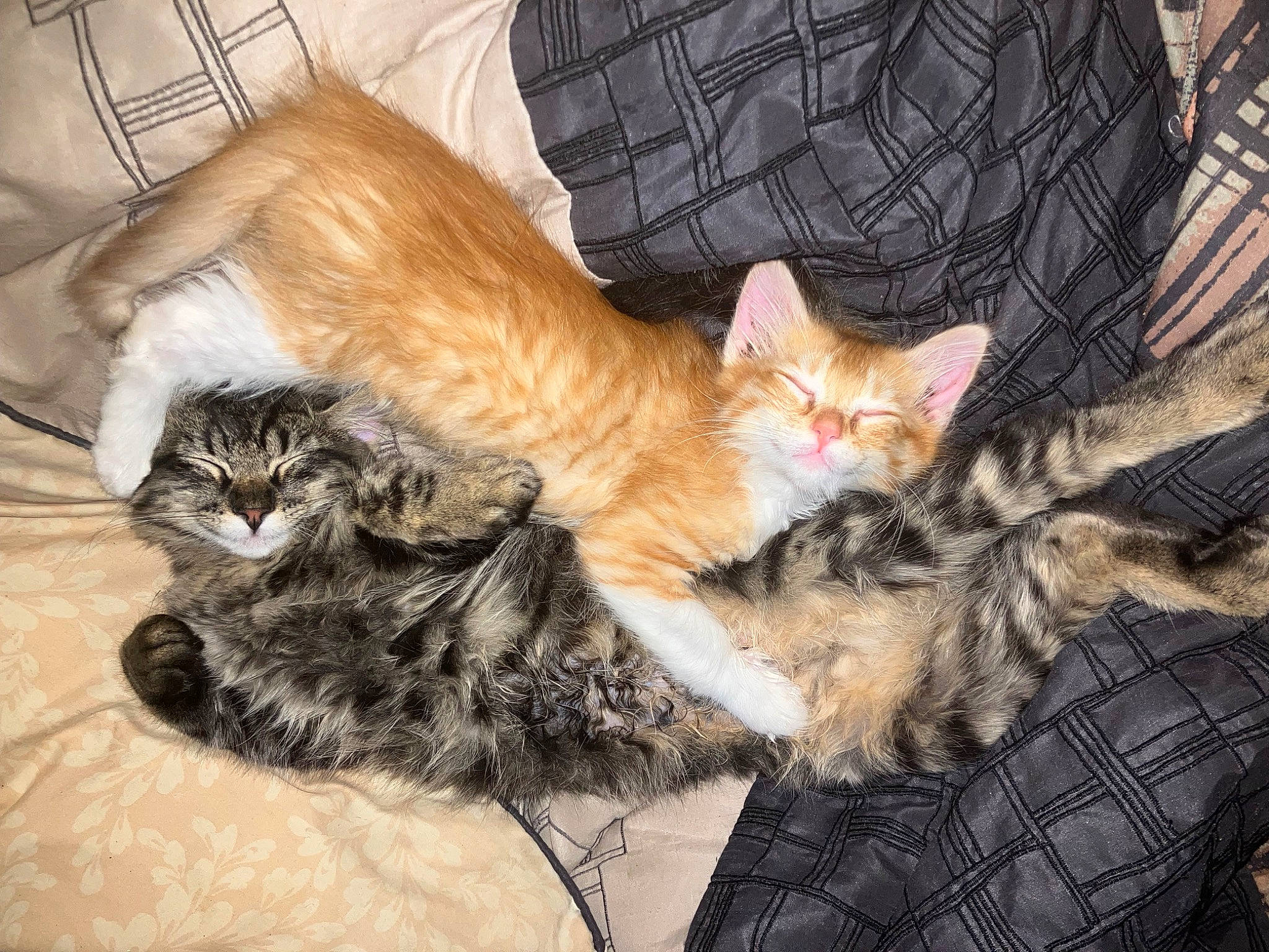 Kooda is registered to the contest to win money with this photo: carnivore, cat, claw, comfort, domestic_short_haired_cat, fawn, felidae, fur, lap, nap, pattern, paw, plaid, small_to_medium_sized_cats, snout, tail, tartan, terrestrial_animal, whiskers