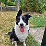 dog, black_and_white, border_collie, pet, animal, tongue_out, sitting, grass, yard, outdoor, happy, ears_up, face, canine, nature, garden, playful, daytime, greenery, fence