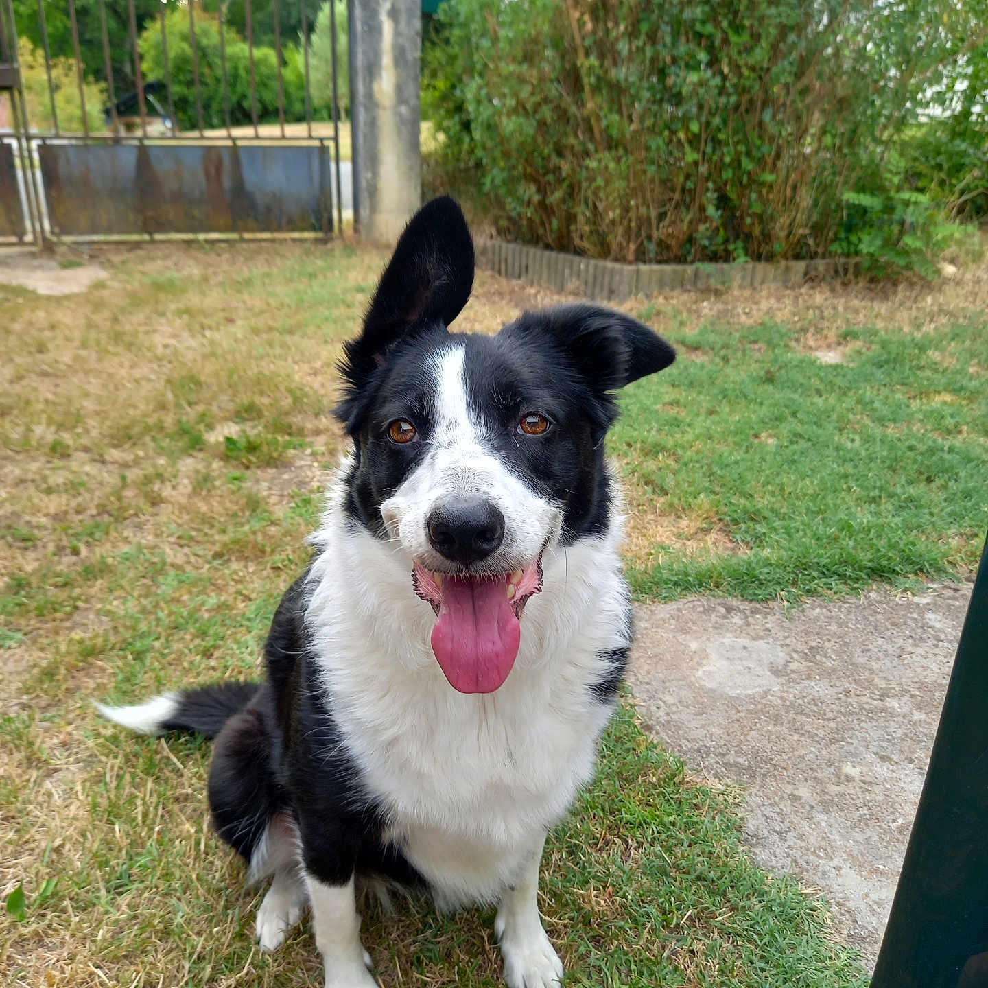 Ella La Reloute participe au concours pour gagner de l'argent avec cette photo : dog, black_and_white, border_collie, pet, animal, tongue_out, sitting, grass, yard, outdoor, happy, ears_up, face, canine, nature, garden, playful, daytime, greenery, fence