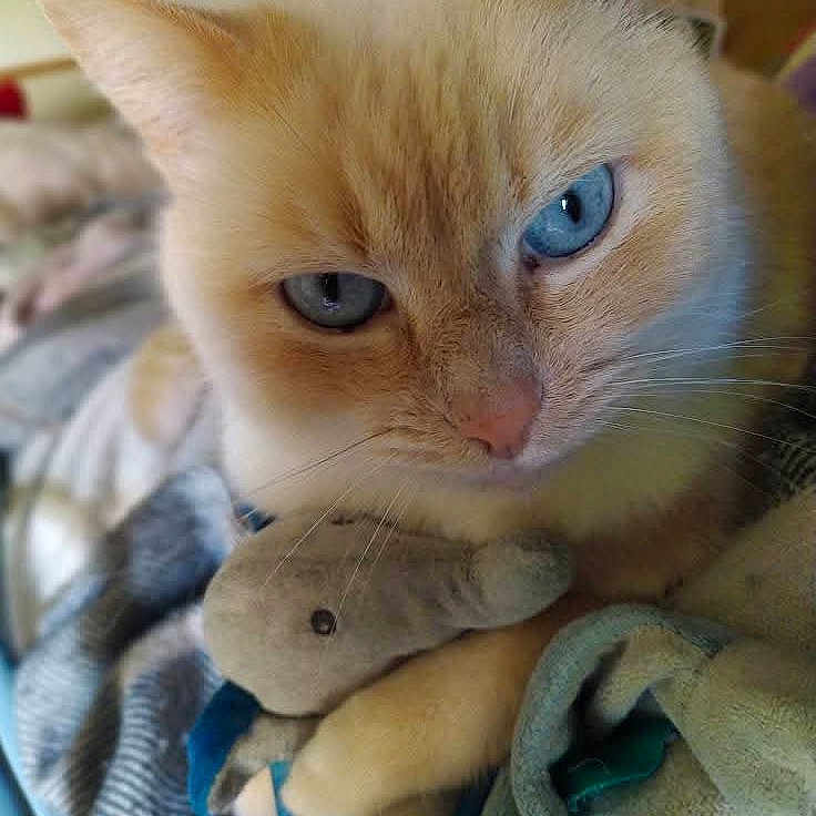 Minette
