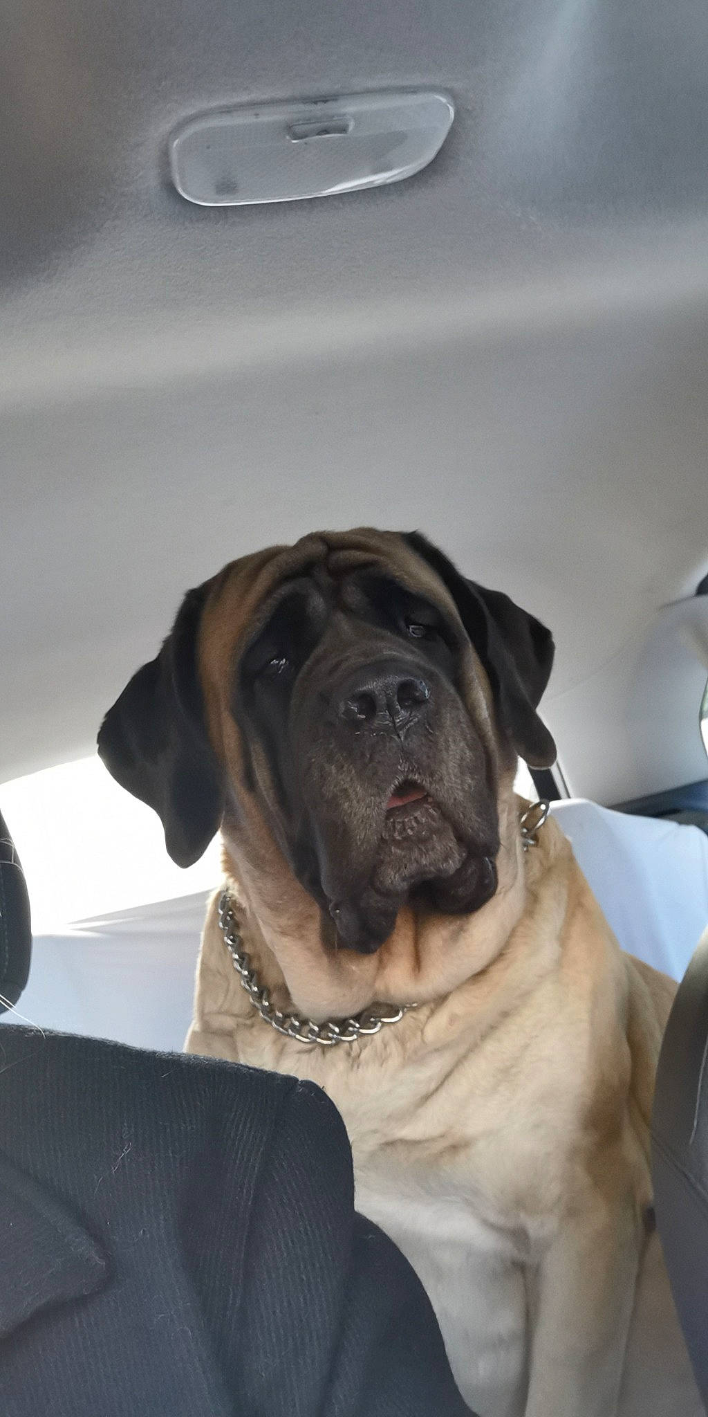 Jyllo a rejoint le concours — aidez-le/la à gagner de superbes lots ! american_mastiff, ancient_dog_breeds, boerboel, bullmastiff, canidae, carnivore, dog, dog_breed, english_mastiff, fawn, fila_brasileiro, giant_dog_breed, guard_dog, korean_mastiff, mammal, molosser, snout, sporting_group, vertebrate