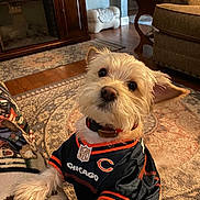 Jax joined the competition — help win amazing prizes! black, blanket, brown, canine, clothing, collar, cozy, curious, cute, decor, dog, furniture, indoor, jersey, living_room, orange, pet, rug, small_dog, wood_floor