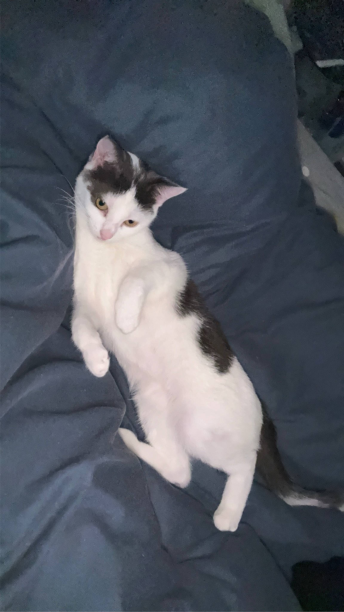 Hursula participe au concours pour gagner de l'argent avec cette photo : carnivore, cat, comfort, domestic_short_haired_cat, eye, felidae, formal_wear, fur, head, lap, paw, sitting, small_to_medium_sized_cats, snout, tail, whiskers