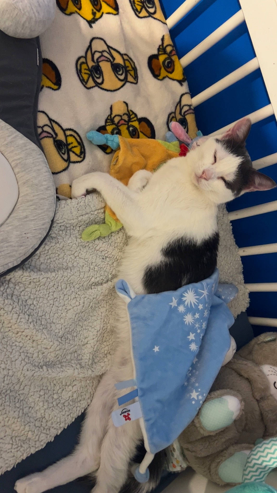 Hursula participe au concours pour gagner de l'argent avec cette photo : canidae, carnivore, cat, comfort, companion_dog, dog_breed, domestic_short_haired_cat, fawn, felidae, flooring, fur, linens, pattern, paw, room, small_to_medium_sized_cats, tail, whiskers, wood