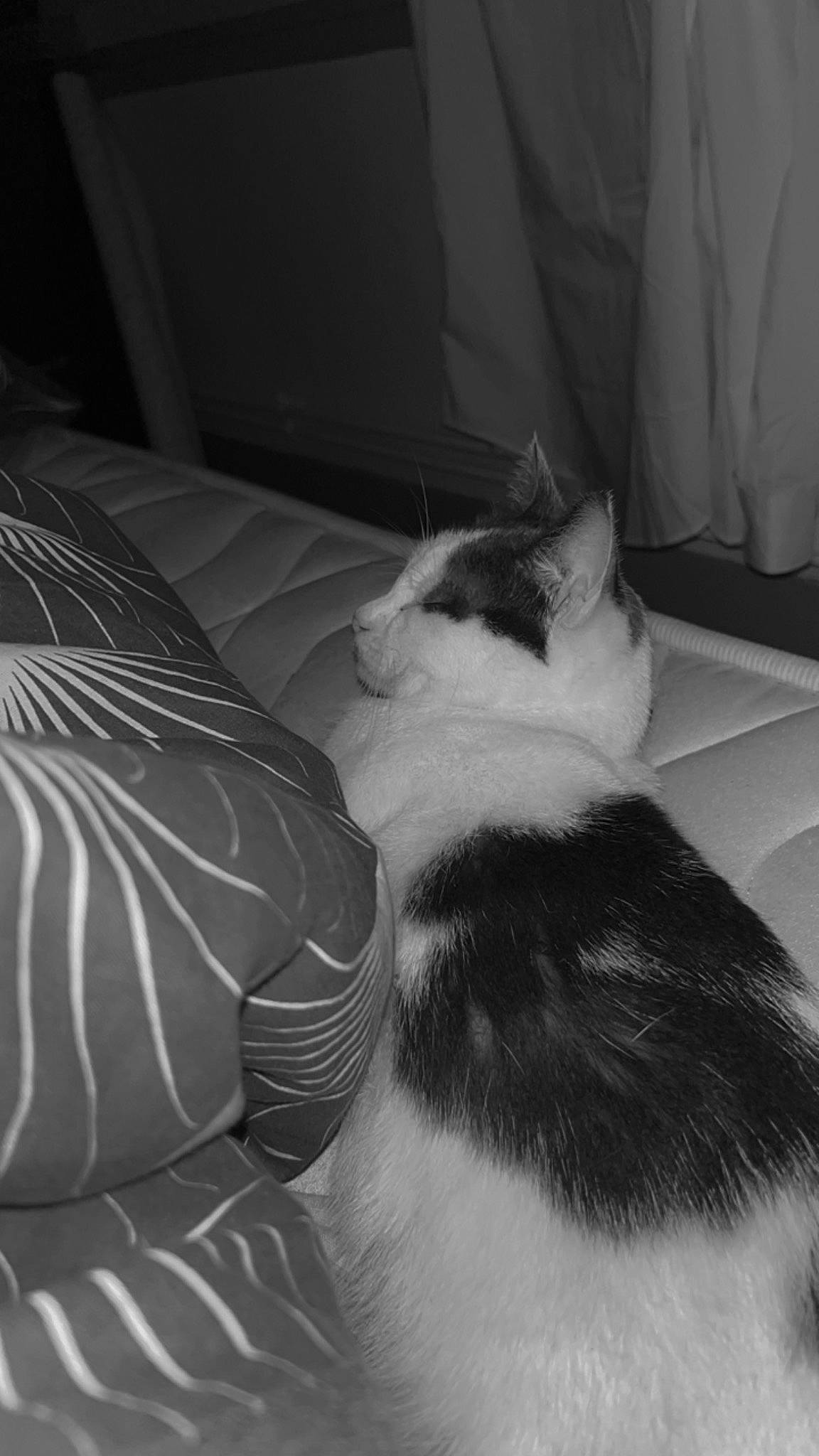 Hursula participe au concours pour gagner de l'argent avec cette photo : bedding, black, black_and_white, carnivore, cat, comfort, felidae, flooring, fur, grey, human_leg, linens, monochrome, monochrome_photography, small_to_medium_sized_cats, style, tail, textile, tints_and_shades, whiskers