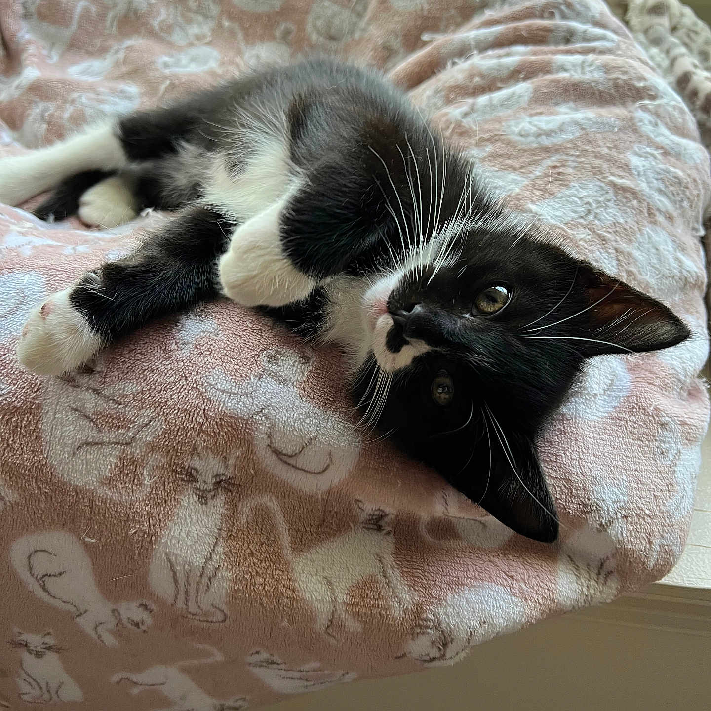 Oliver is registered to the contest to win money with this photo: abyssinian, animal, bed, bedroom, blanket, cat, couch, cushion, furniture, homedecor, indoors, kitten, linen, manx, person, pet, quilt, room, siamese, sleeping
