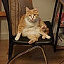 cat, orange_cat, white_cat, tabby, pet, indoor, sitting, chair, blanket, paw, toe_beans, cute, chubby, portrait, gaze, eyes, books, desk, floor, chrome_leg