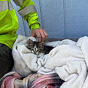 Kleo joined the competition — help win amazing prizes! kitten, cat, blanket, person, hand, yellow_jacket, cozy, petting, indoor, blue_wall, fur, cute, resting, animal, soft, comfort, curious, small, tabby, young_cat