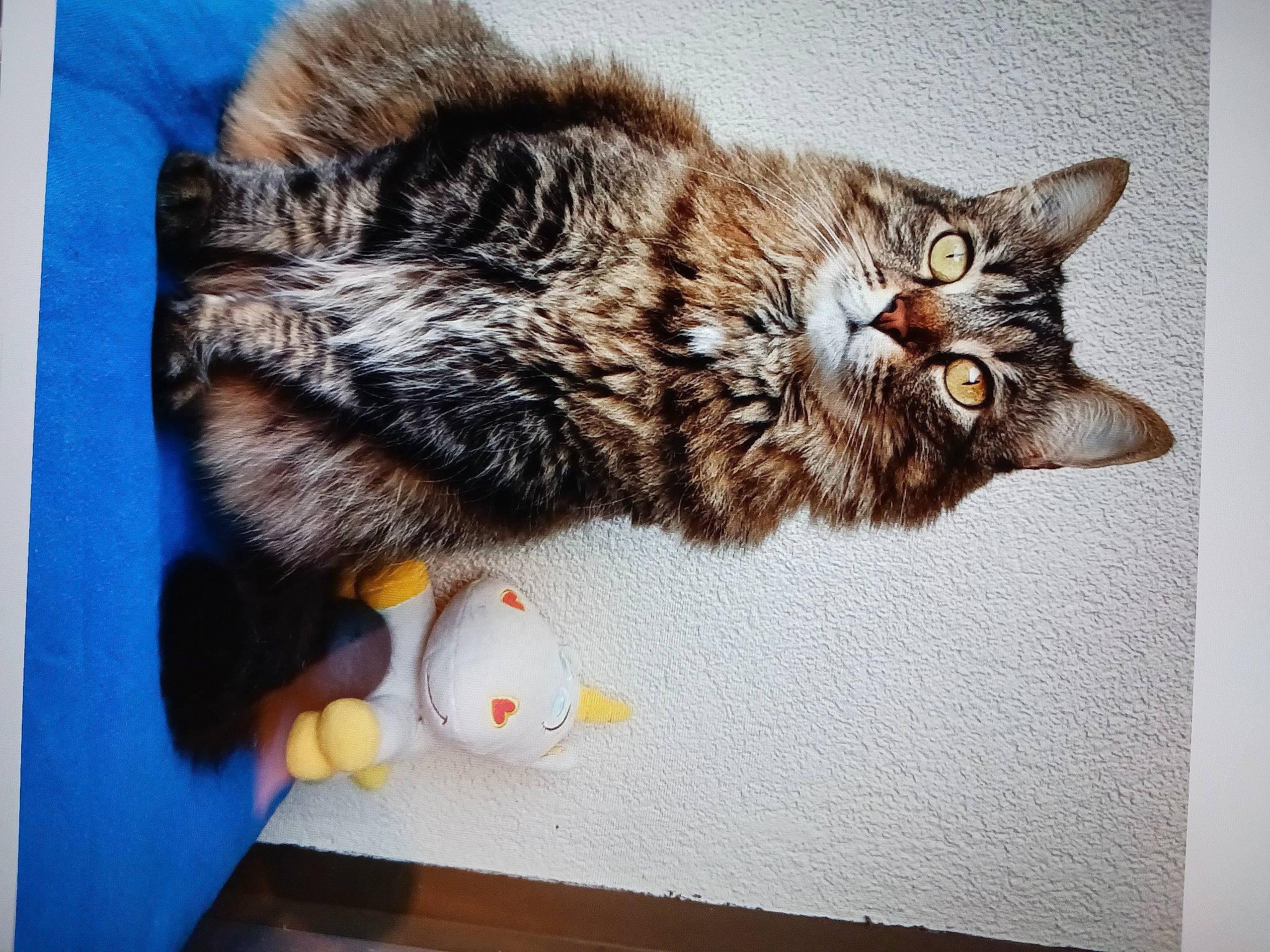 Joyce participe au concours pour gagner de l'argent avec cette photo : art, carnivore, cat, claw, comfort, domestic_short_haired_cat, felidae, fur, paw, small_to_medium_sized_cats, stuffed_toy, tail, toy, whiskers