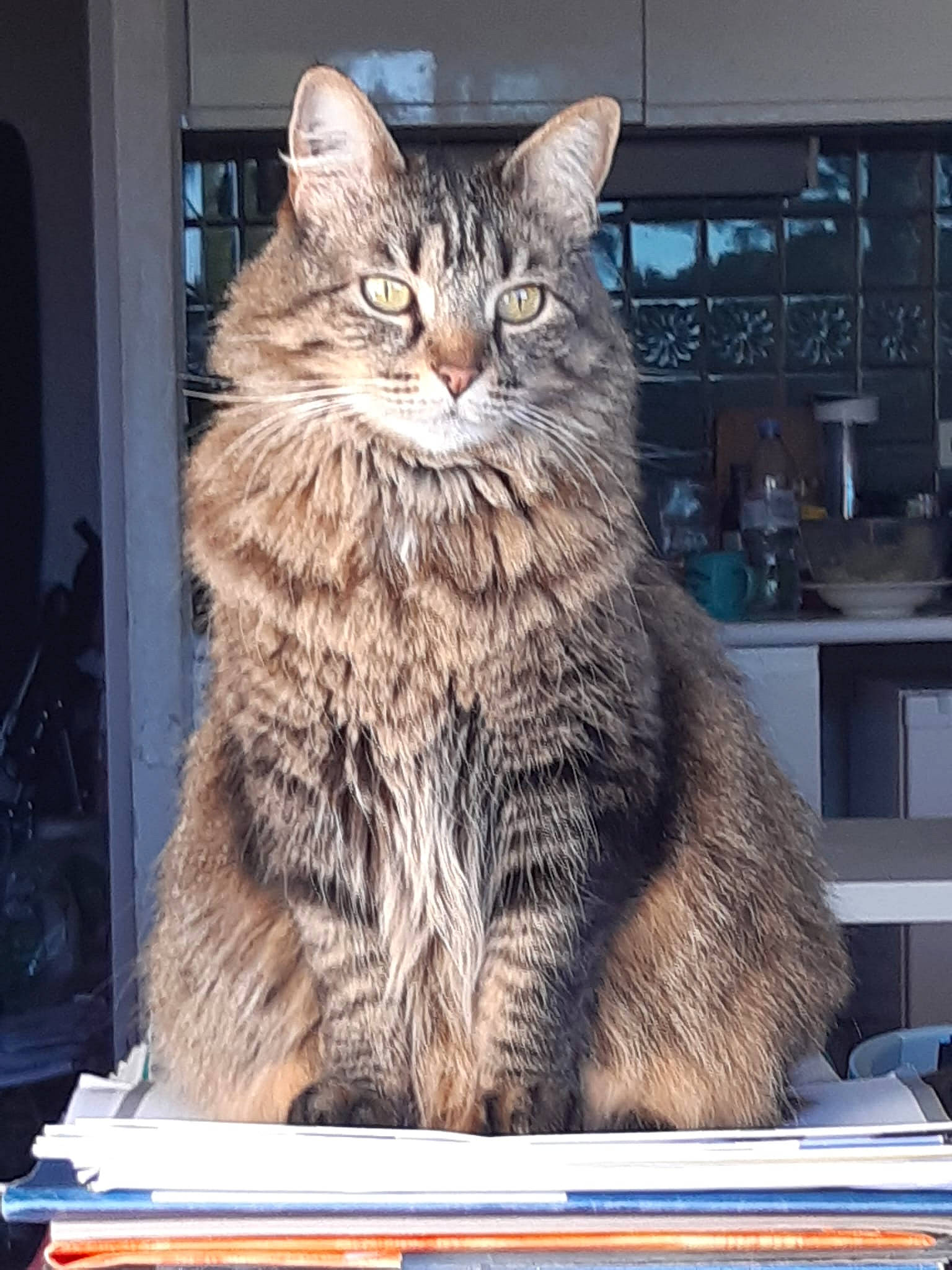 Joyce a rejoint le concours — aidez-le/la à gagner de superbes lots ! box, carnivore, cat, domestic_short_haired_cat, felidae, fur, maine_coon, small_to_medium_sized_cats, snout, terrestrial_animal, whiskers