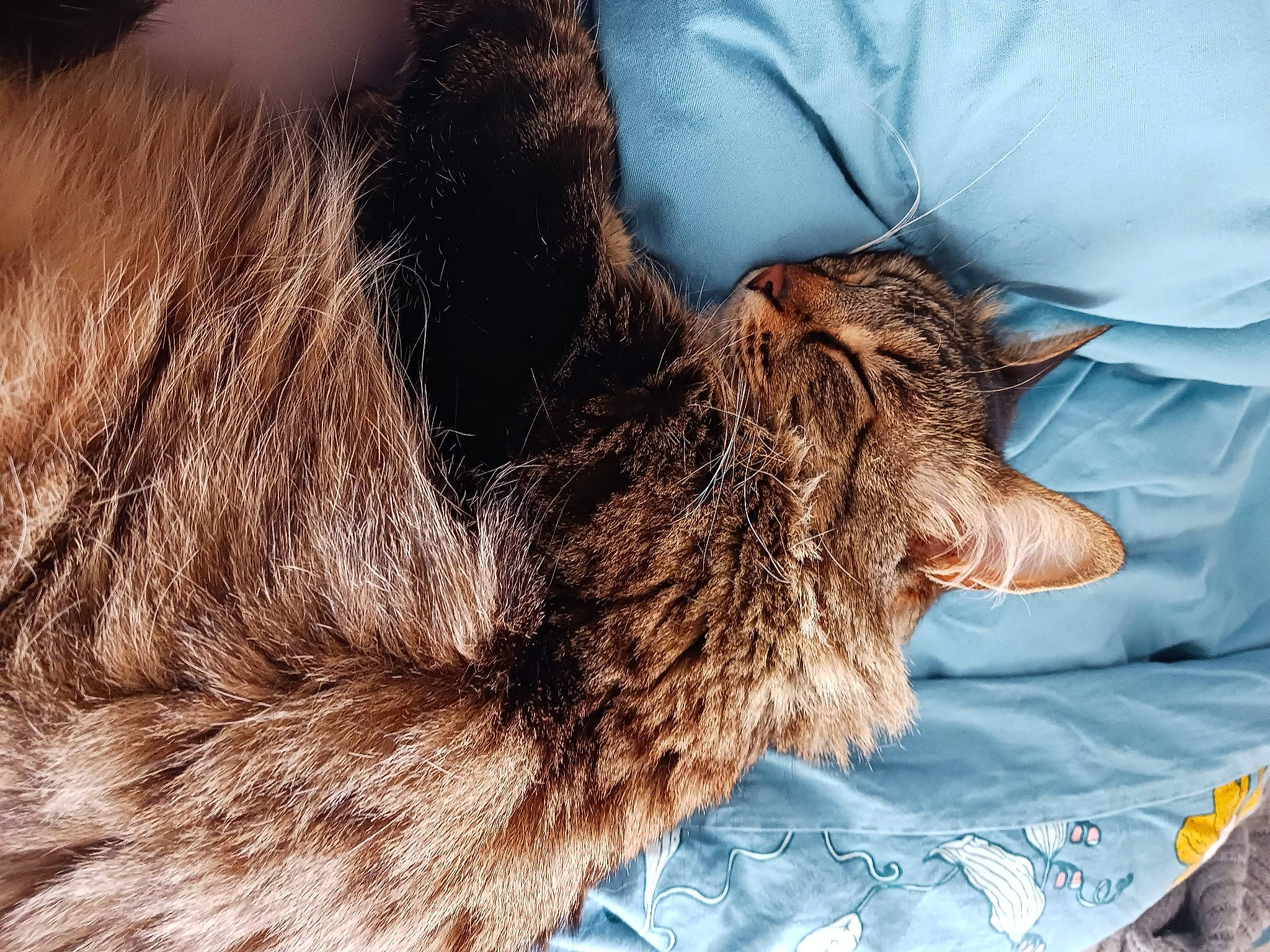 Joyce a rejoint le concours — aidez-le/la à gagner de superbes lots ! canidae, carnivore, cat, claw, comfort, dog_breed, domestic_short_haired_cat, fawn, felidae, fur, gesture, human_leg, liver, natural_material, paw, small_to_medium_sized_cats, sporting_group, tail, terrestrial_animal, whiskers