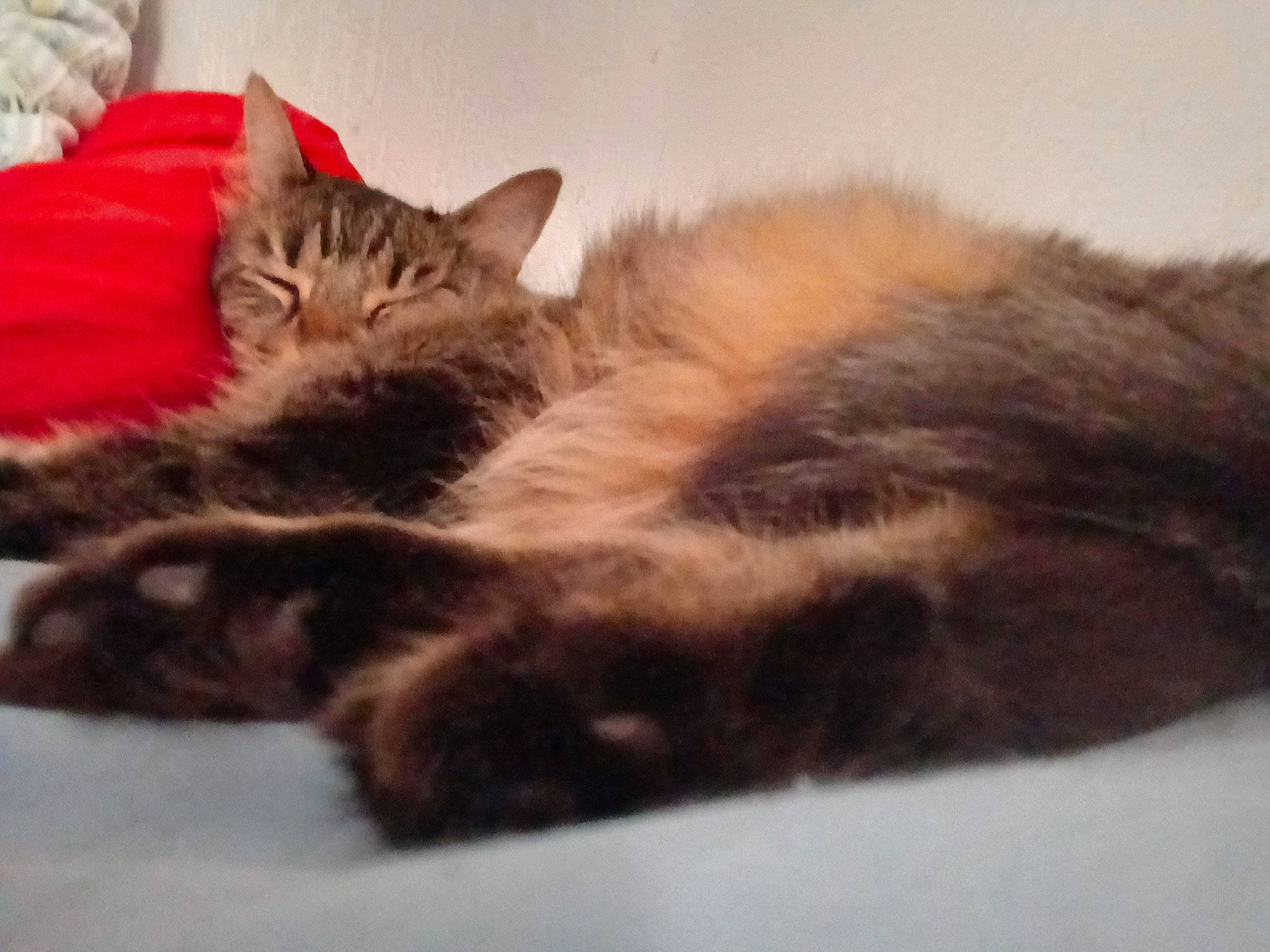 Joyce a rejoint le concours — aidez-le/la à gagner de superbes lots ! bed, carnivore, cat, claw, comfort, domestic_short_haired_cat, felidae, fur, nap, paw, plant, sleep, small_to_medium_sized_cats, snout, tail, terrestrial_animal, whiskers