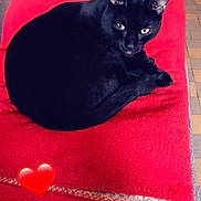 Gribouille participe au concours pour gagner de l'argent avec cette photo : animal, architecture, bed, blackcat, blanket, building, cat, chair, couch, cushion, furniture, heart, homedecor, indoors, kitten, livingroom, manx, pet, room, symbol
