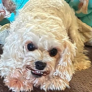 Molly joined the competition — help win amazing prizes! dog, small_dog, white_dog, fluffy, curly_fur, pet, animal, puppy, lying_down, couch, indoor, portrait, close_up, black_nose, dark_eyes, happy, smiling, relaxed, blanket, home