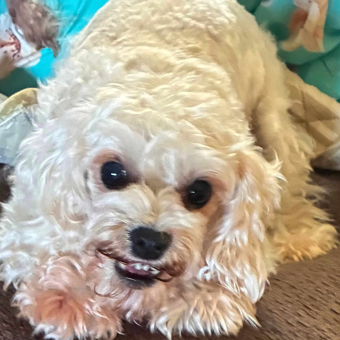 Molly