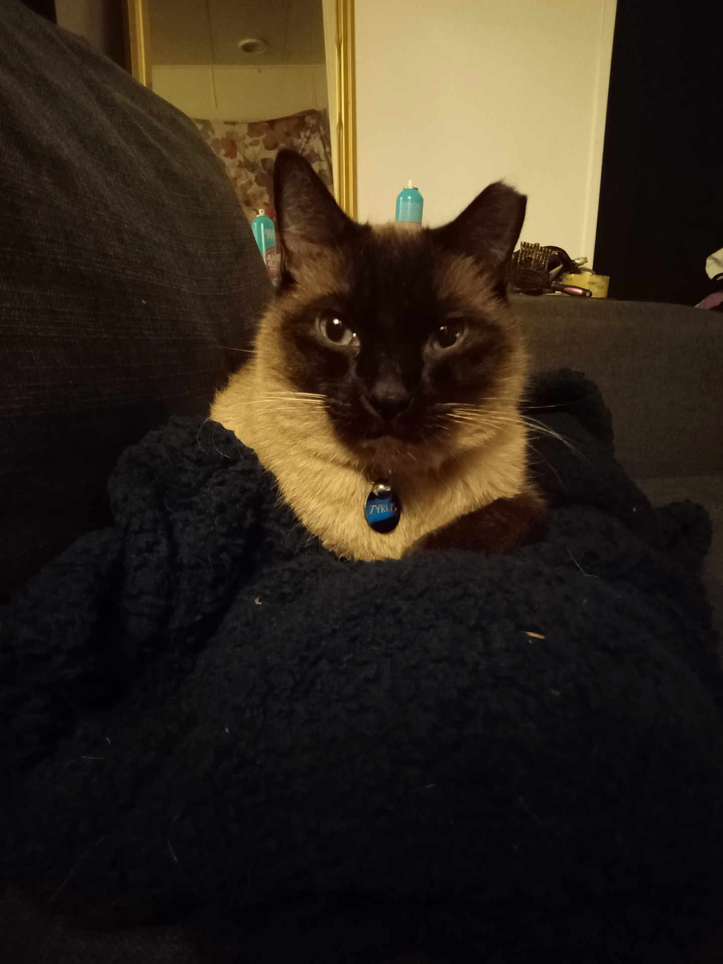 Zyrus joined the competition — help win amazing prizes! cat, siamese_cat, pet, blanket, couch, indoor, portrait, fur, whiskers, collar, id_tag, cozy, sofa, eyes, ears, face, furniture, low_light, home, relaxing