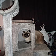 Rainebow joined the competition — help win amazing prizes! cat, siamese_cat, pet, indoor, cat_tree, furniture, plush, cozy, flash_eyes, curious, whiskers, portrait, sitting, home, curtain, clothing_hangers, bag, shelf, carpeted, feline