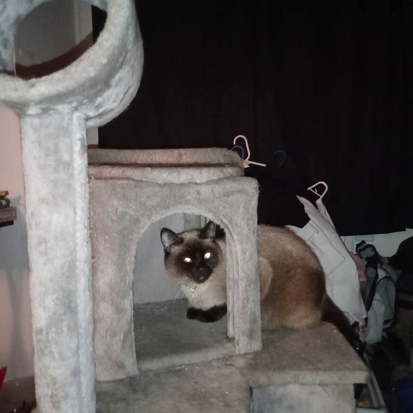 Rainebow joined the competition — help win amazing prizes! bag, carpeted, cat, cat_tree, clothing_hangers, cozy, curious, curtain, feline, flash_eyes, furniture, home, indoor, pet, plush, portrait, shelf, siamese_cat, sitting, whiskers